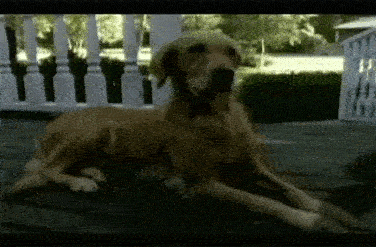 Goosebumps dog with glowing eyes