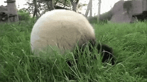 A baby panda rolling.