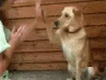 A dog gives a high five to a person.