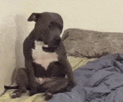 A dog sitting on a bed looking bored.