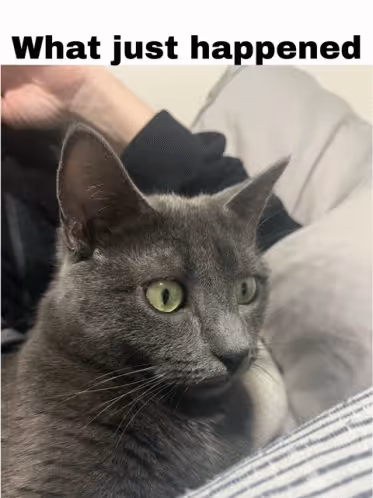 A gray cat looking confused with the text "What just happened" above it.
