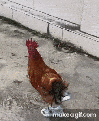 A chicken running without its head