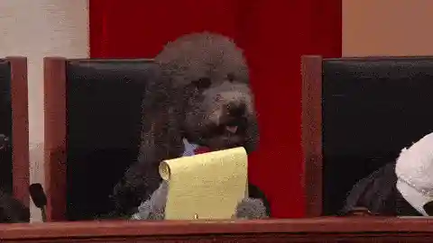 Dog writing down notes