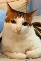 A calico cat lounges on a couch.