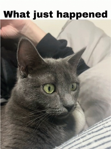 A gray cat looking confused with the text "What just happened" above it.