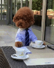 A dog dressed as a businessman sits at a table with a cup of coffee.