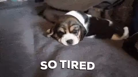 Puppy lying down with the text 'SO TIRED'