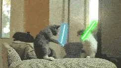 Two cats dueling with lightsabers.