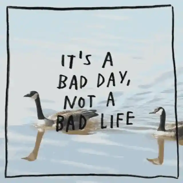 Two ducks swimming with 'it's a bad day, not a bad life' message written