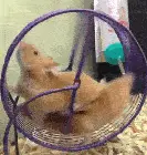 A hamster running on a wheel.