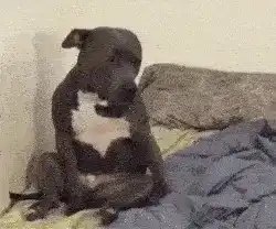 A dog sitting on a bed looking bored.