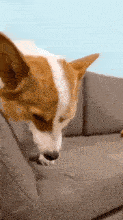 Dog sitting on sofa smiling 