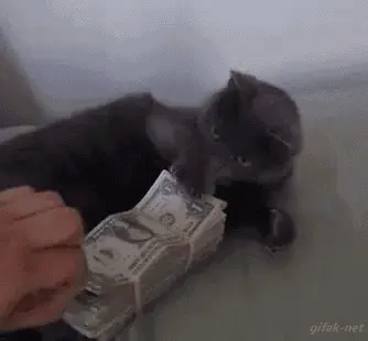 cat holding money