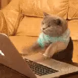 Cat typing really fast