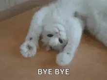 A white cat lying on its back with the words "BYE BYE" written below it
