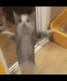 Cat Jumping