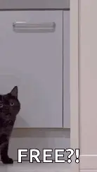 A black cat stands in front of a white cabinet with the text FREE?! overlaid at the bottom.
