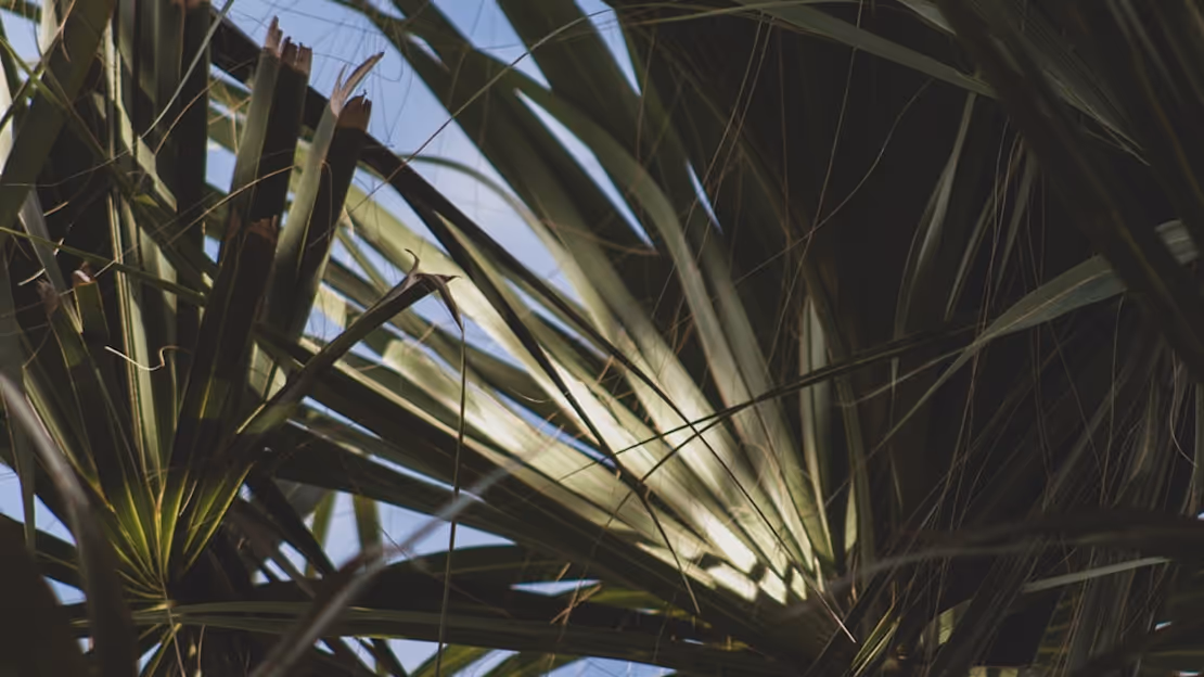 image of palm trees filling the screen