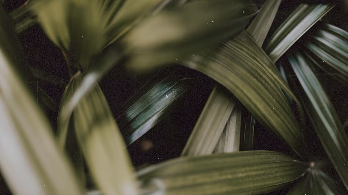 Image of green leaves filling the screen