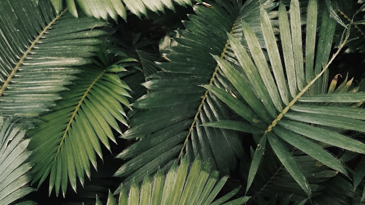 Image of palm leaves