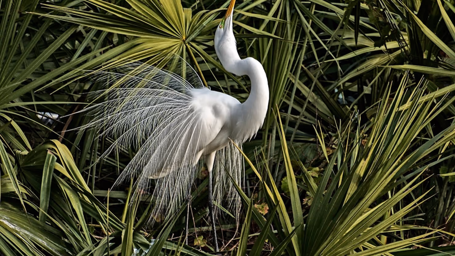 A white bird in front of lush plantation