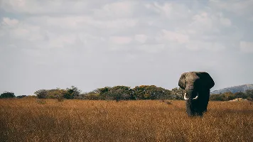 Nalini Tours team of experienced safari guides and travel experts in Africa