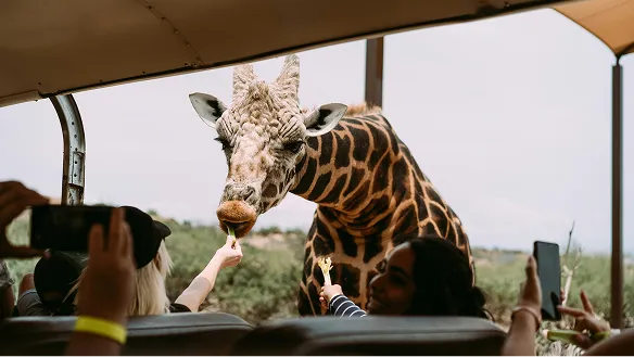 African national parks and wildlife reserves - elephants grazing in savanna landscape
