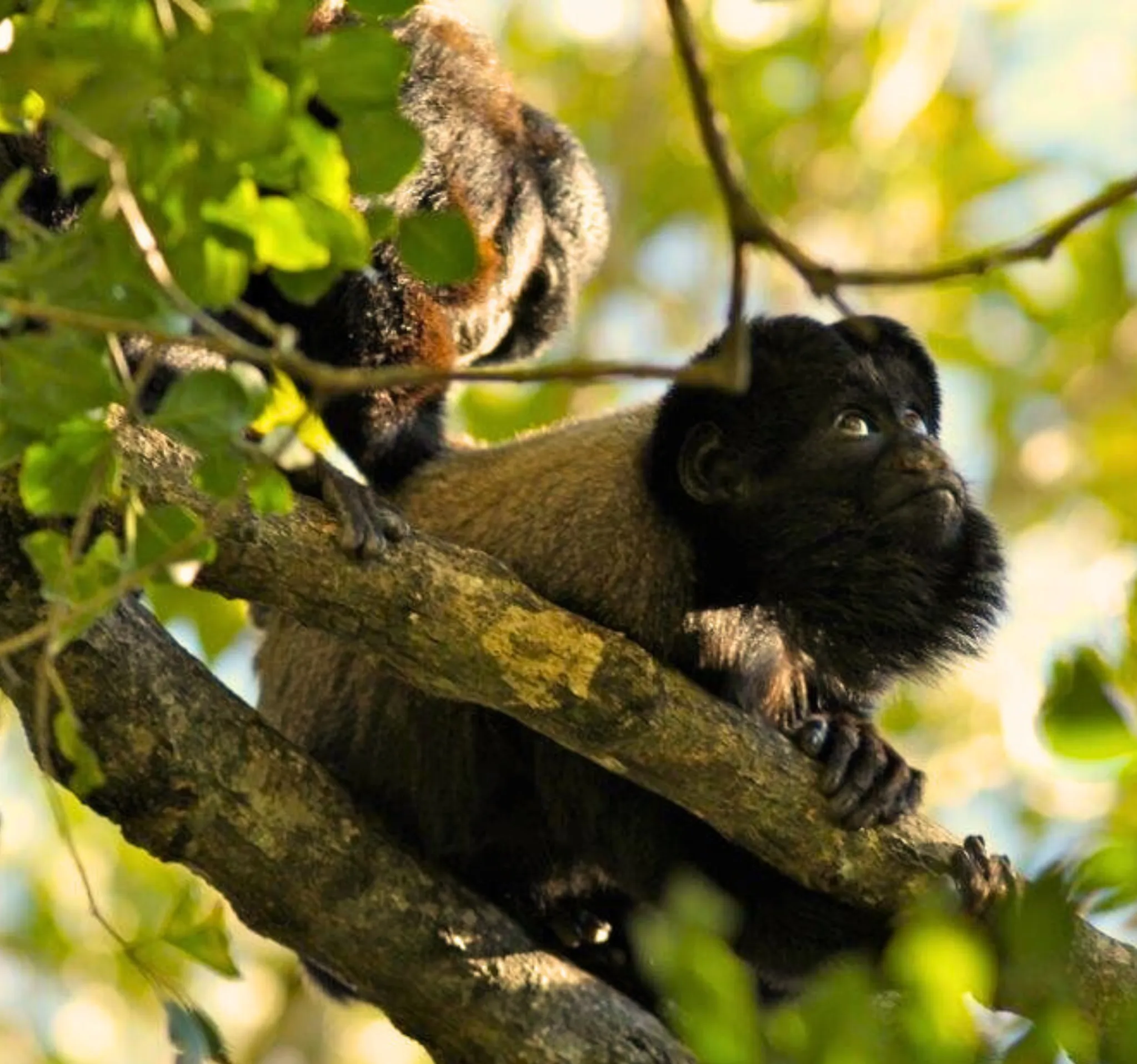 To svarte og hvite aper sitter på en gren blant blader i et tre i naturen.