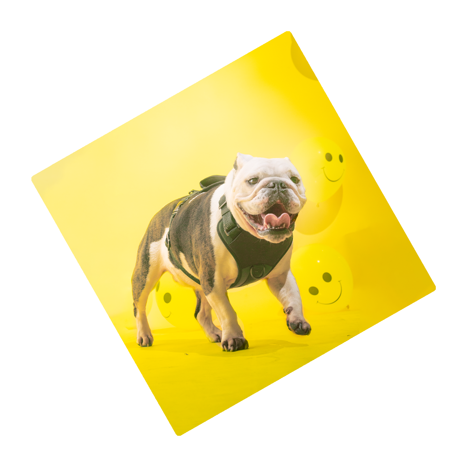 Picture of very excited puppy