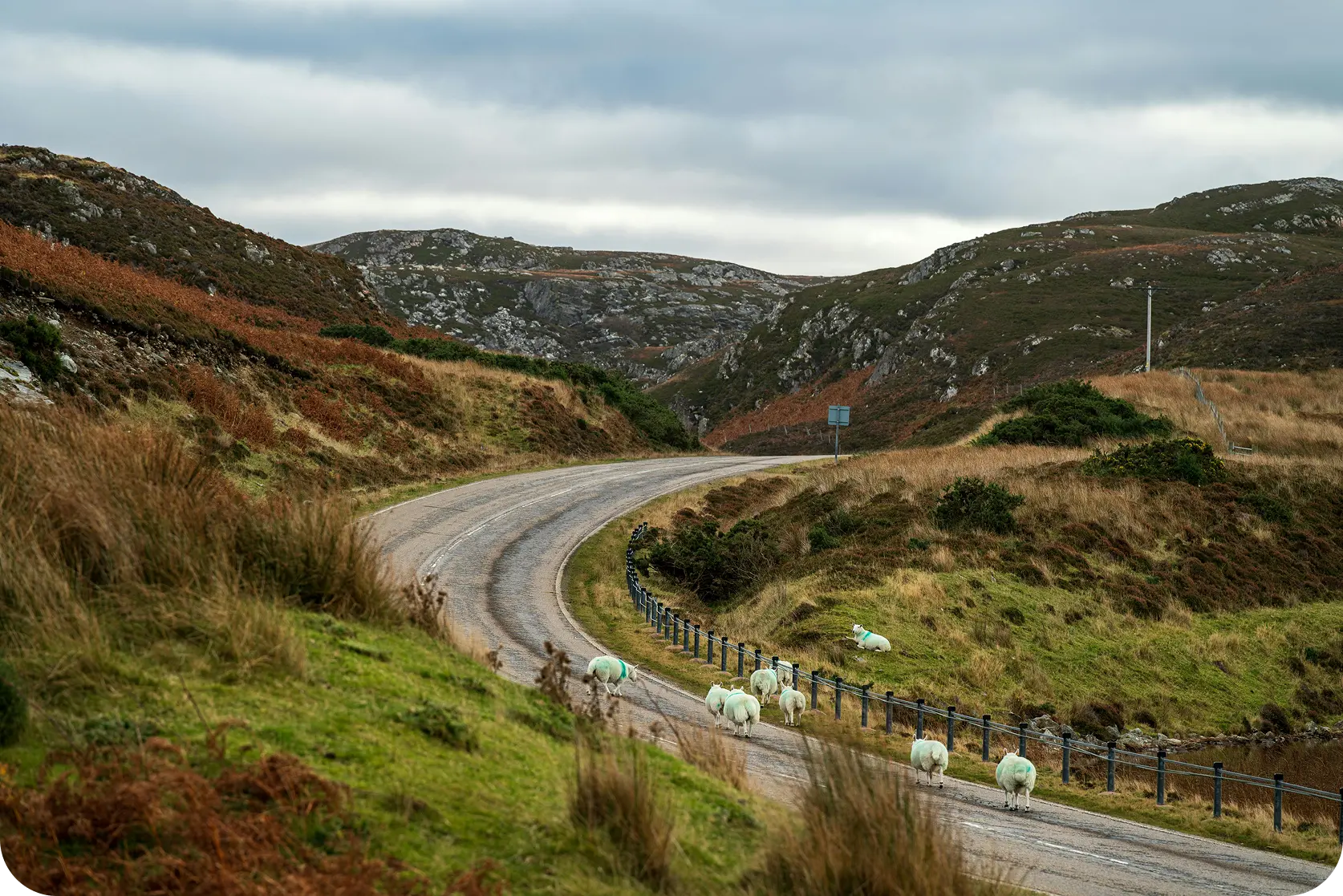 Flock of sheep walking down a quiet Irish country road, symbolising Velvet Ride’s Galway roots and connection to Ireland’s scenic landscapes.