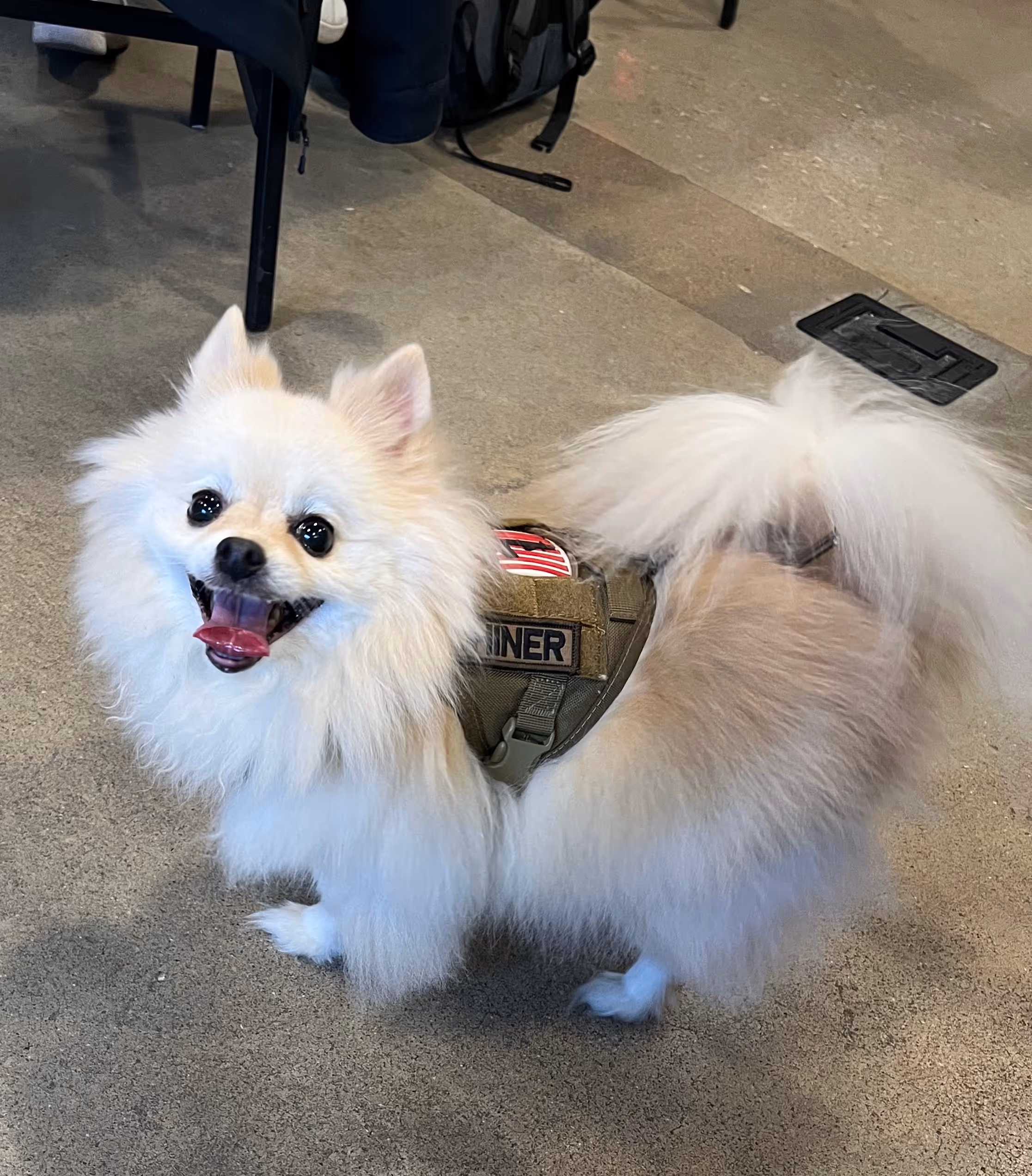 Shiner the therapy dog. Therapy Academy in Frisco TX