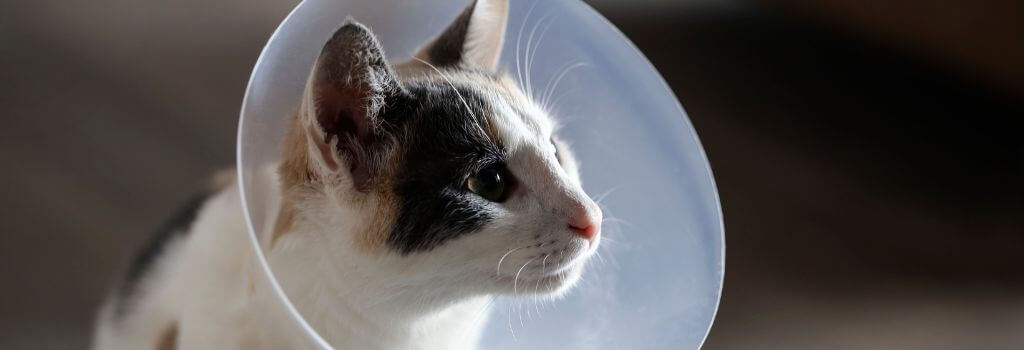 Cat cone after spay and neuter surgery for cats.
