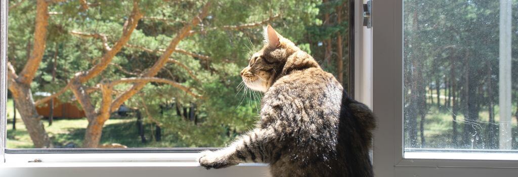 Tabby cat looking out window.