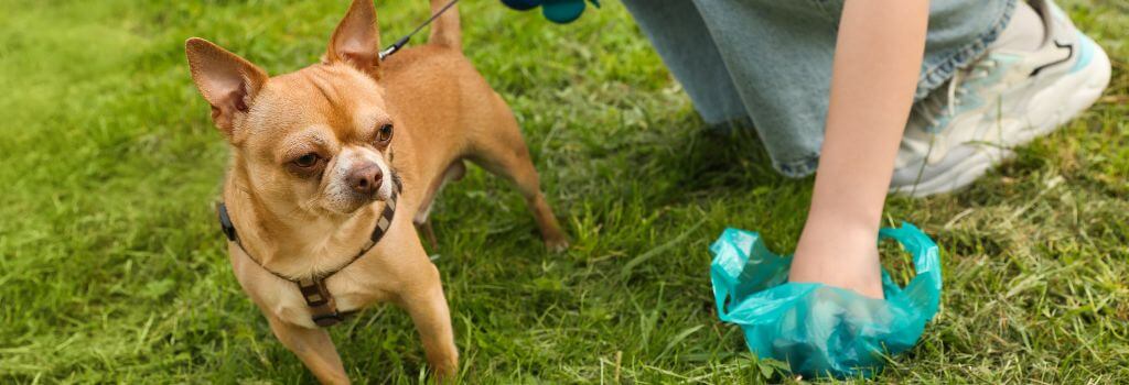 Owner picking up dog stool. What does your dog's poop tell you