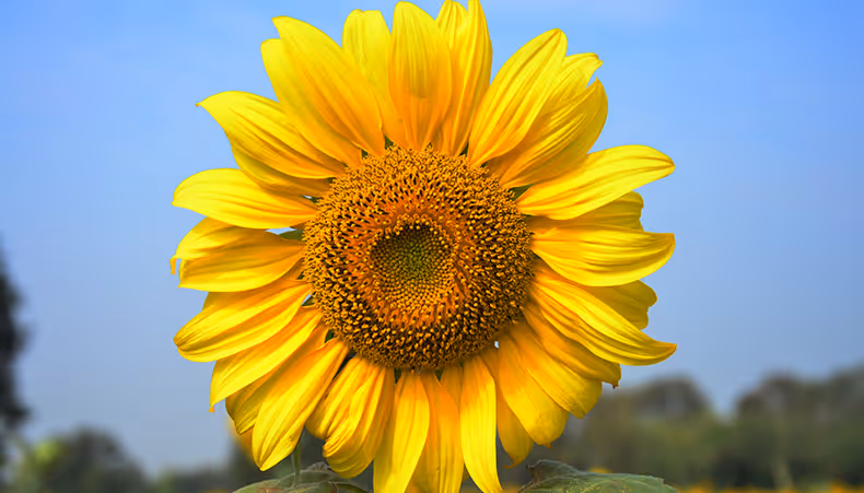 Close-up photo of solar panel