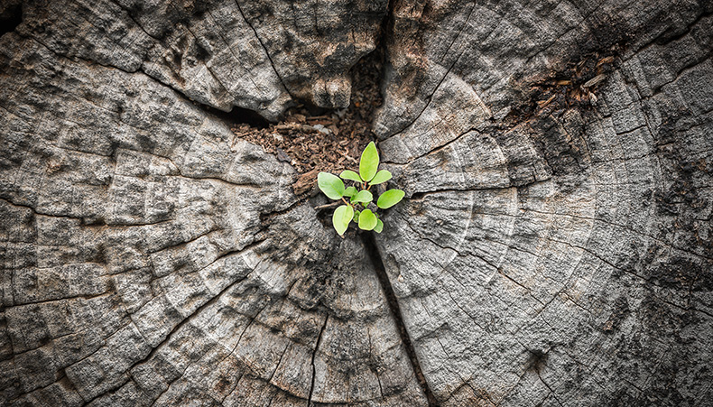 Photo of four wind turbines