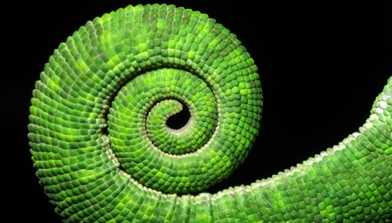 Photo of a dragonfly in lavender