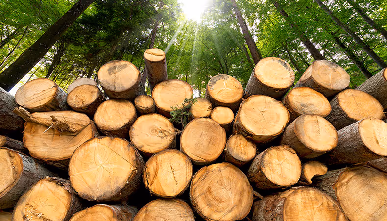 Energy and Renewables - Girl with Dandelion