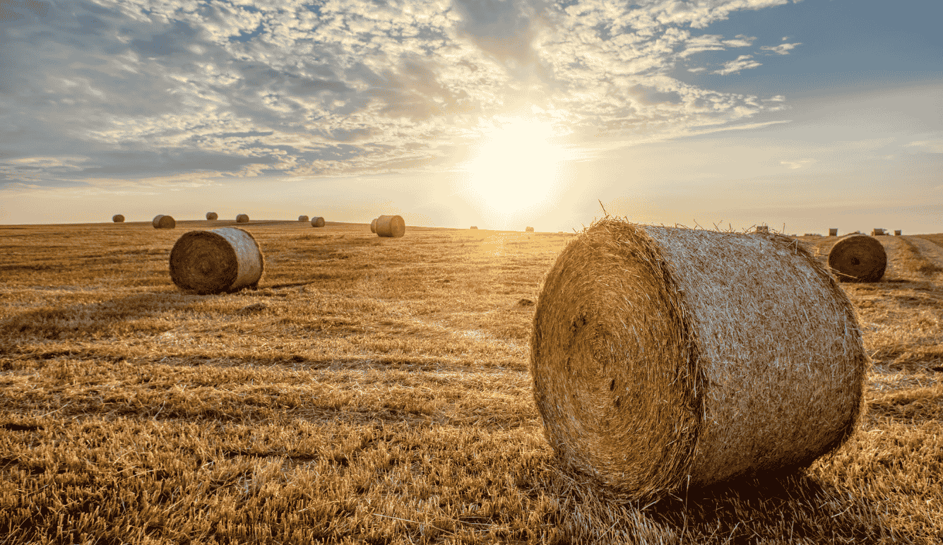 Hay bales