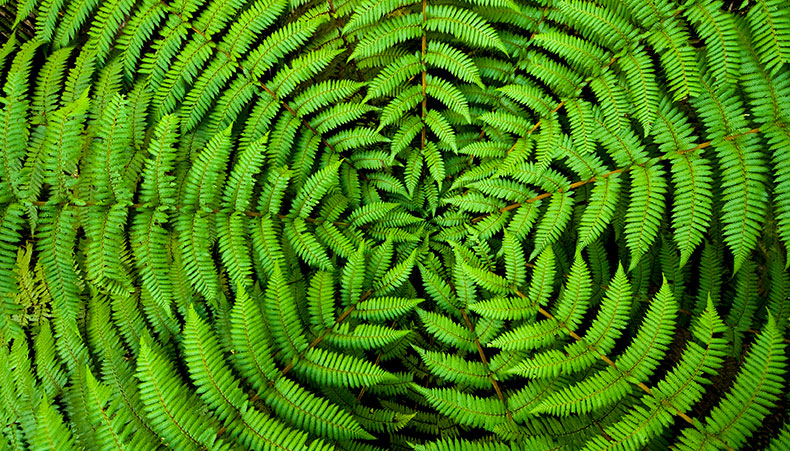 Green ferns
