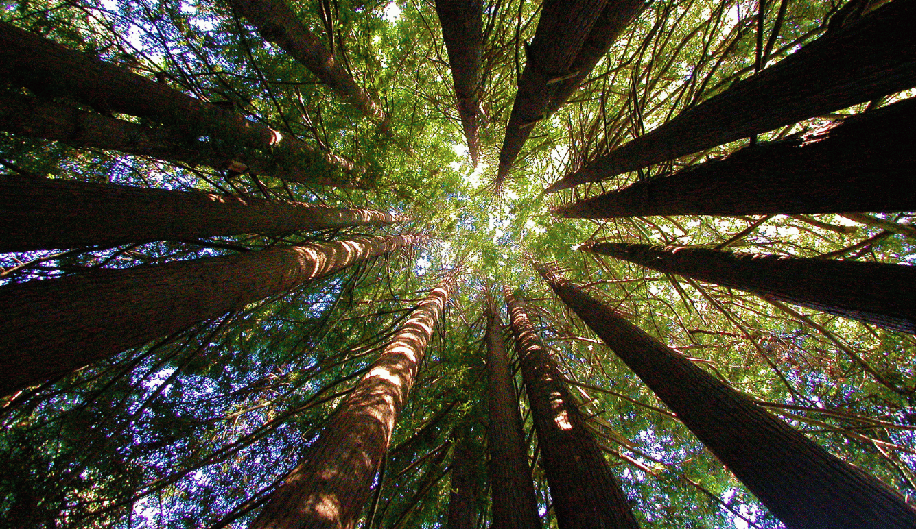Treetops