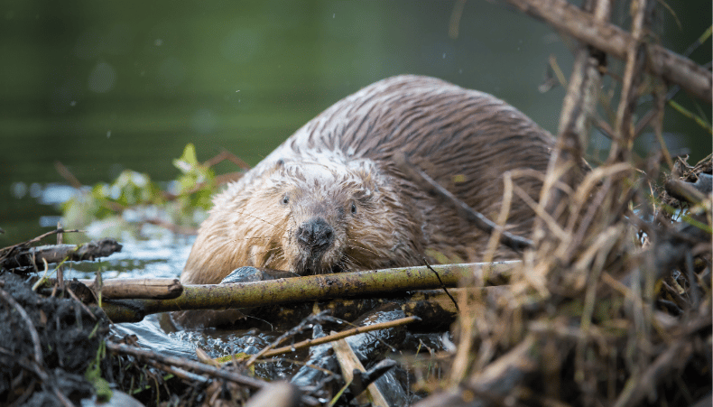 Beaver