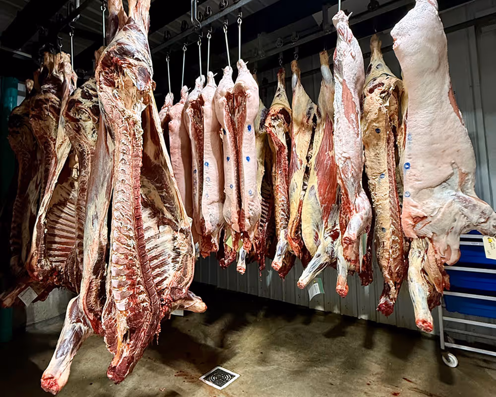 Half side of beef reach to be butchered at Dogwood Processing in Detroit Texas.