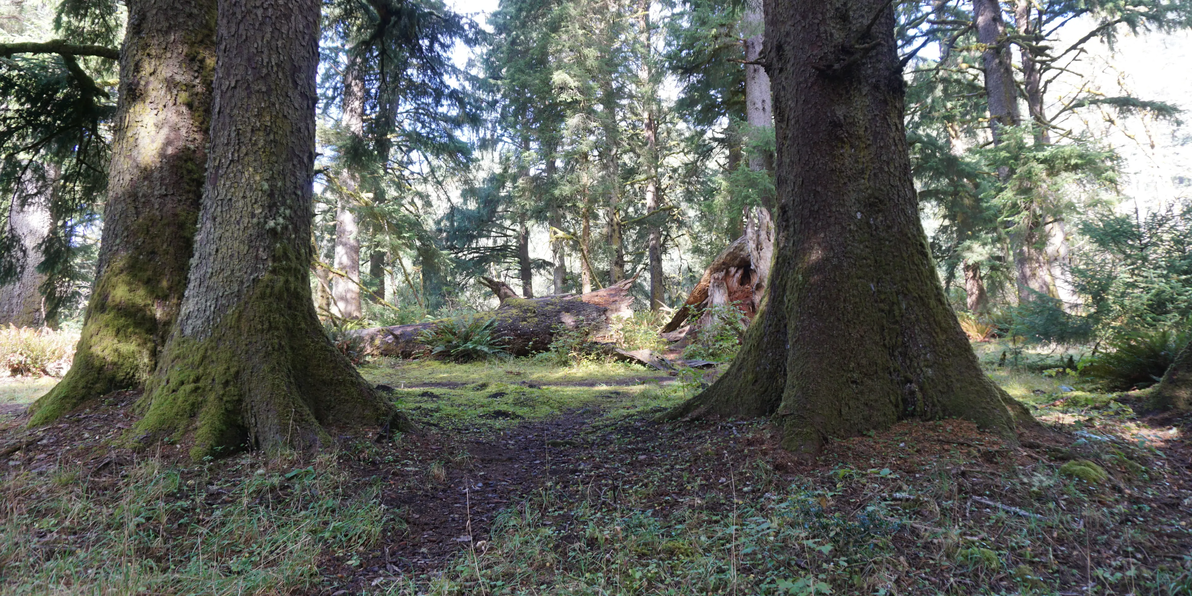 Two large moss-covered trees on either side of a sunlit path in an Oregon forest.