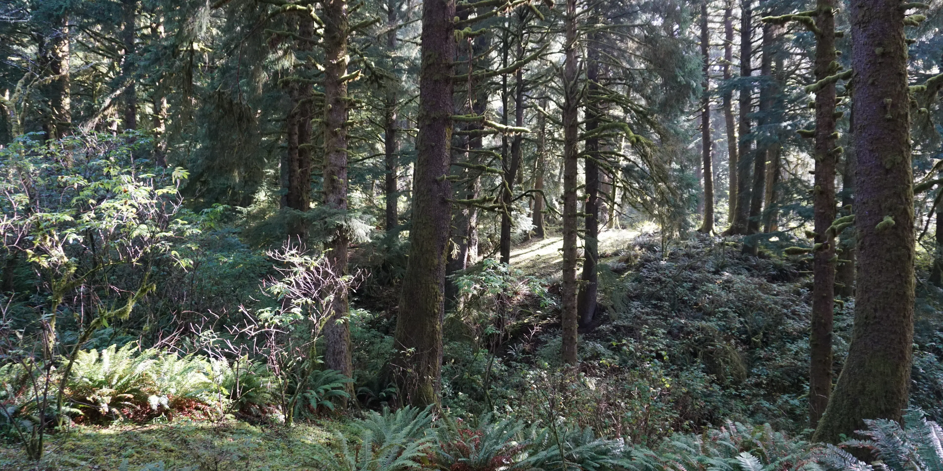 Sunlight falling through tall evergreens onto a fern-covered slope in an Oregon forest.