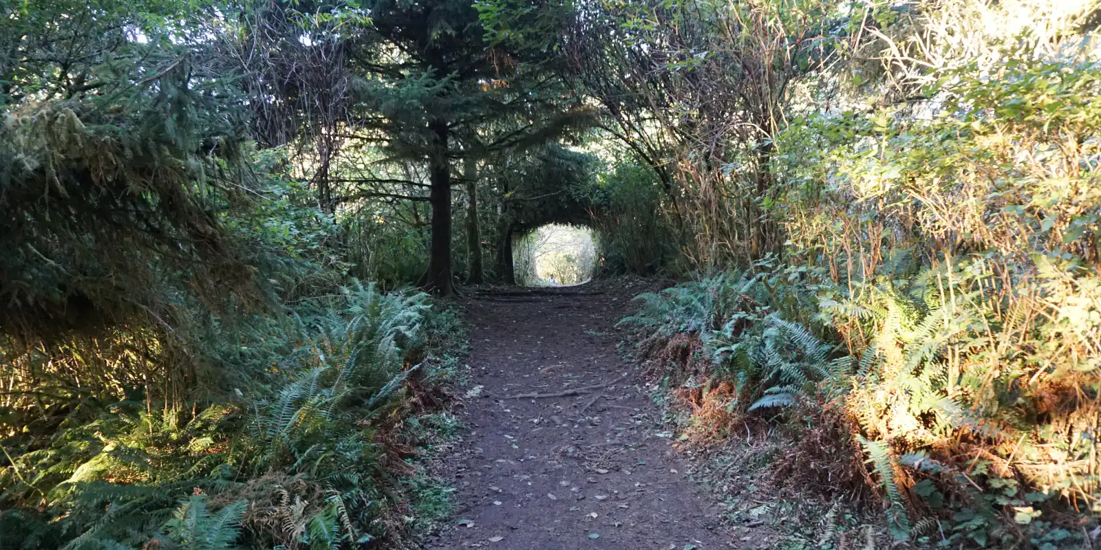 A dirt path through ferns and trees, opening toward sunlight in an Oregon forest.