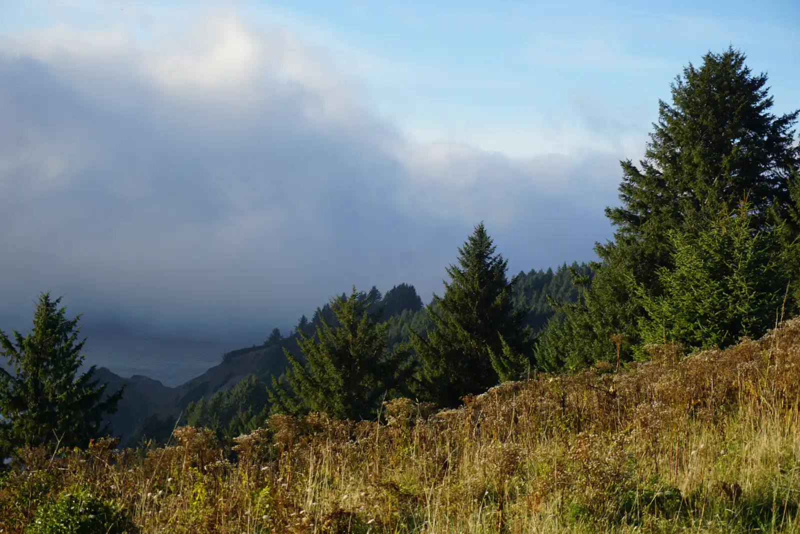 Fog rolling in over the Oregon coast beyond evergreen trees and a grassy hillside.