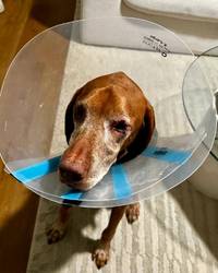 A cute brown dog that looks like is recovering from eye surgery. The dog is sitting on the floor wearing a cone.