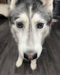 A cute grey husky. Image is straight on all you can see is the dog's face.