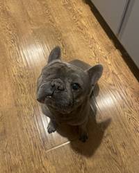 A little cute grey dog. Is missing it's right eye. Dog is sitting on a wooden floor.